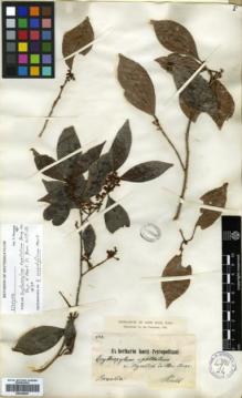 Type specimen at Edinburgh (E). Riedel, Ludwig: 884. Barcode: E00346297.