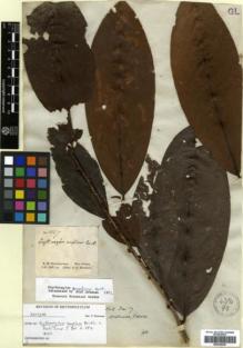 Type specimen at Edinburgh (E). Schomburgk, Robert: 1027. Barcode: E00346300.