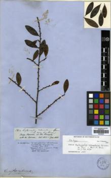 Type specimen at Edinburgh (E). Spruce, Richard: 2614. Barcode: E00346301.