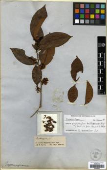 Type specimen at Edinburgh (E). Spruce, Richard: . Barcode: E00346302.