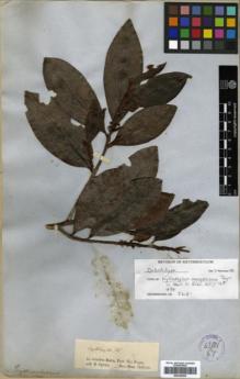 Type specimen at Edinburgh (E). Spruce, Richard: . Barcode: E00346303.