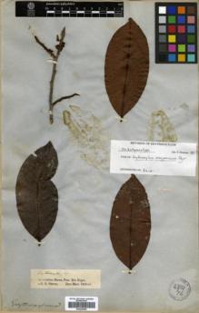 Type specimen at Edinburgh (E). Spruce, Richard: . Barcode: E00346304.