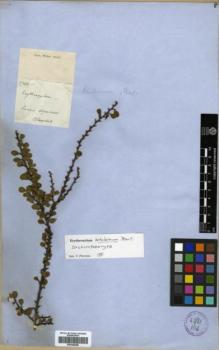 Type specimen at Edinburgh (E). Blanchet, Jacques: 2783. Barcode: E00346306.