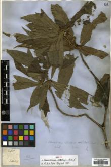 Type specimen at Edinburgh (E). Wallich, Nathaniel: 9095. Barcode: E00346309.