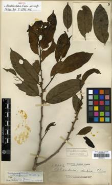 Type specimen at Edinburgh (E). Elmer, Adolph: 13956. Barcode: E00346311.