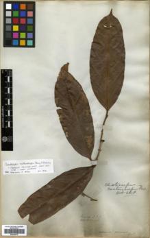 Type specimen at Edinburgh (E). Wallich, Nathaniel: 7196. Barcode: E00346312.