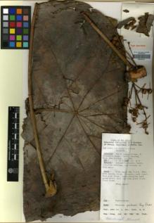Type specimen at Edinburgh (E). Croft, James; Lelean, Yakas: LAE 65615. Barcode: E00346314.
