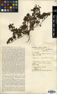 Type specimen at Edinburgh (E). Forrest, George: 13222. Barcode: E00346315.
