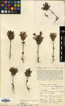 Type specimen at Edinburgh (E). Forrest, George: 13028. Barcode: E00346316.