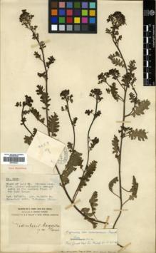 Type specimen at Edinburgh (E). Forrest, George: 4504. Barcode: E00346321.