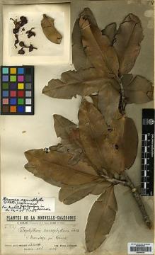Type specimen at Edinburgh (E). Franc, Isidore: 547. Barcode: E00346323.