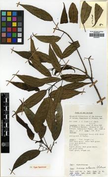 Type specimen at Edinburgh (E). Croft, James; Katik, Paul: NGF 14969. Barcode: E00346331.