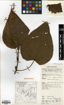 Type specimen at Edinburgh (E). Vinas, N.; Wiakabu, J.: LAE 59632. Barcode: E00346332.