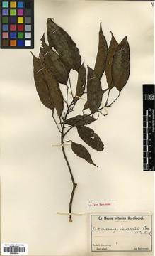 Type specimen at Edinburgh (E). Ledermann, Carl: 9030. Barcode: E00346334.