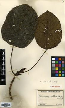 Type specimen at Edinburgh (E). Ledermann, Carl: 8981. Barcode: E00346337.