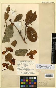 Type specimen at Edinburgh (E). Cooper, Roland: 3936. Barcode: E00346338.