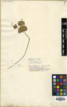 Type specimen at Edinburgh (E). Wallich, Nathaniel: S.N.. Barcode: E00346341.