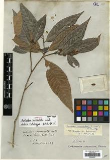 Type specimen at Edinburgh (E). Wallich, Nathaniel: 4023. Barcode: E00346347.