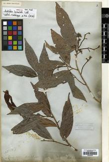 Type specimen at Edinburgh (E). Wallich, Nathaniel: 4023. Barcode: E00346348.