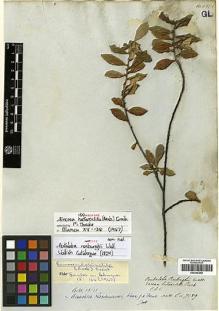 Type specimen at Edinburgh (E). Wallich, Nathaniel: 7189. Barcode: E00346349.