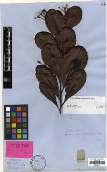 Type specimen at Edinburgh (E). Lobb, Thomas: 308. Barcode: E00346351.
