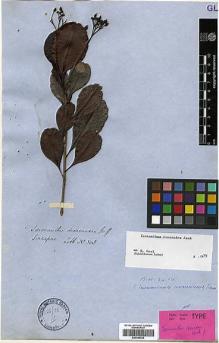 Type specimen at Edinburgh (E). Lobb, Thomas: 308. Barcode: E00346352.