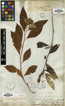 Type specimen at Edinburgh (E). Wallich, Nathaniel: 1506C. Barcode: E00346354.
