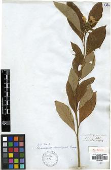 Type specimen at Edinburgh (E). Wallich, Nathaniel: 1516. Barcode: E00346355.