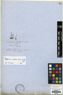 Type specimen at Edinburgh (E). Wallich, Nathaniel: 5225. Barcode: E00346360.