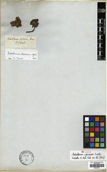 Type specimen at Edinburgh (E). : . Barcode: E00346371.