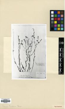 Type specimen at Edinburgh (E). Boissier, Pierre: . Barcode: E00346379.