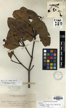 Type specimen at Edinburgh (E). Elmer, Adolph: 9837. Barcode: E00346383.