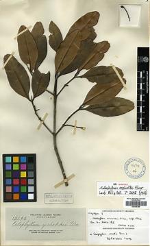 Type specimen at Edinburgh (E). Elmer, Adolph: 12129. Barcode: E00346384.