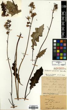 Type specimen at Edinburgh (E). Maire, Edouard-Ernest: . Barcode: E00346390.