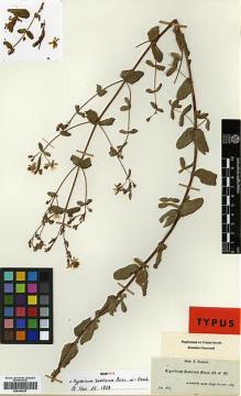 Type specimen at Edinburgh (E). Boissier, Pierre: 40. Barcode: E00346397.