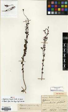 Type specimen at Edinburgh (E). Faurie, Urbain: 1793. Barcode: E00346399.