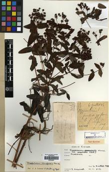 Type specimen at Edinburgh (E). Esquirol, Joseph: 513. Barcode: E00346404.