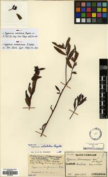 Type specimen at Edinburgh (E). Faurie, Urbain: 115. Barcode: E00346406.