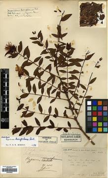 Type specimen at Edinburgh (E). Bodinier, Emile: 1603. Barcode: E00346409.