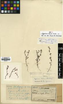 Type specimen at Edinburgh (E). Faurie, Urbain: 162. Barcode: E00346411.