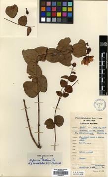 Type specimen at Edinburgh (E). Yu, Tse-tsun: 19497. Barcode: E00346415.