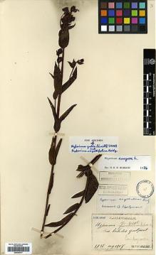 Type specimen at Edinburgh (E). Faurie, Urbain: 1792. Barcode: E00346417.