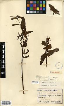 Type specimen at Edinburgh (E). Faurie, Urbain: 518. Barcode: E00346418.