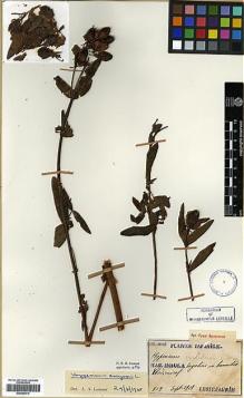 Type specimen at Edinburgh (E). Faurie, Urbain: 519. Barcode: E00346419.
