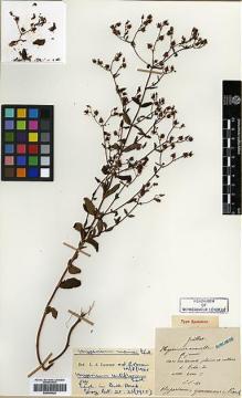 Type specimen at Edinburgh (E). Maire, Edouard-Ernest: . Barcode: E00346425.