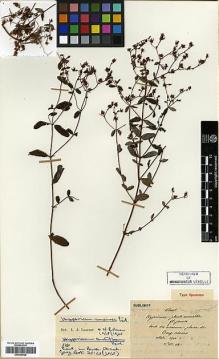 Type specimen at Edinburgh (E). Maire, Edouard-Ernest: . Barcode: E00346426.
