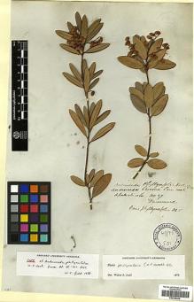Type specimen at Edinburgh (E). Drummond, Thomas: 27. Barcode: E00346442.
