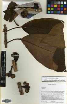 Type specimen at Edinburgh (E). Clark, John: 8580. Barcode: E00346449.