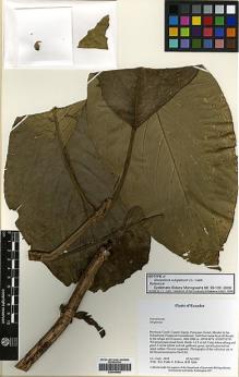 Type specimen at Edinburgh (E). Clark, John; Clark, S.; Folleco, E.; Syka, B.: 8448. Barcode: E00346450.