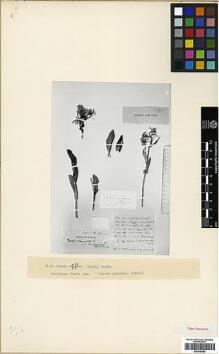 Type specimen at Edinburgh (E). : 329. Barcode: E00346459.